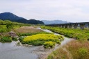 佐治川の菜の花